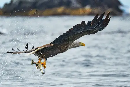 Sea Eagle Birdwatching Vesteralen
