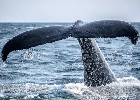 Whale Watching Vesteralen Norway