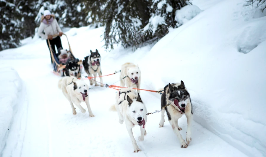 Dog Sledding in Tromsø