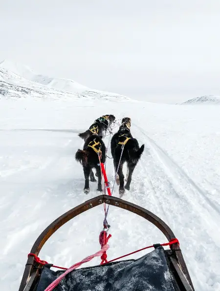 Husky Sledding Tromso Tour