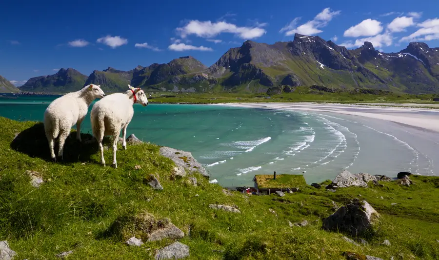 Lofoten Islands Norway Beach Sheep