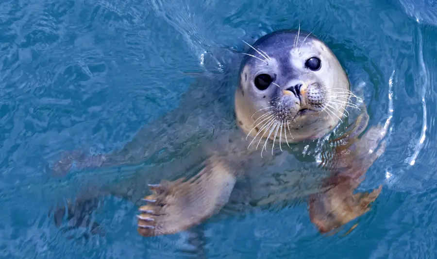 Polaria Tromsø Seals Feeding