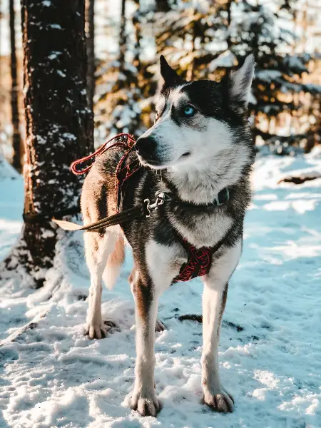 Tromso Husky Dog Sledding