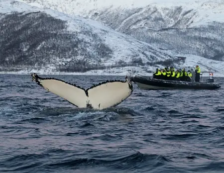 Tromsø RIB Whale Watching Tour Skjervøy