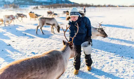 Tromsø Reindeer Feeding