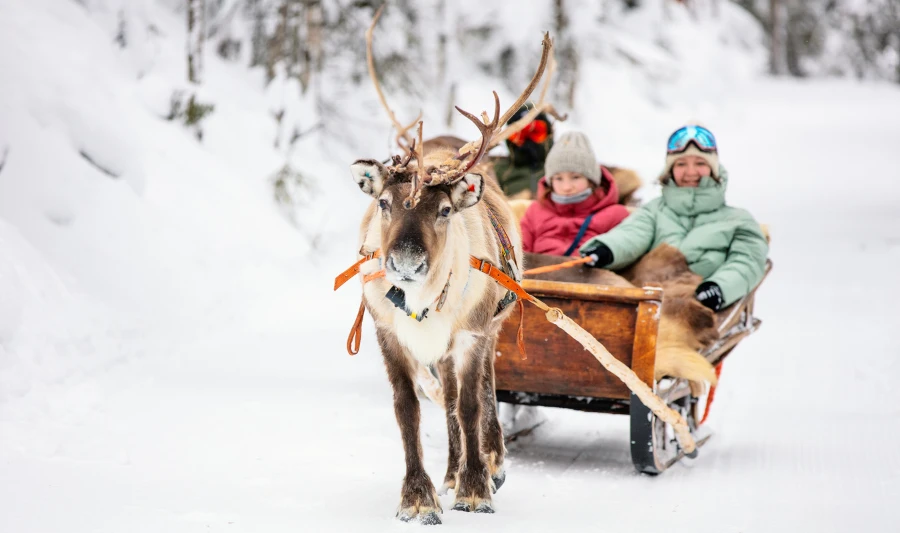 Tromsø Reindeer Sledding Tour - Things to Do in Tromsø