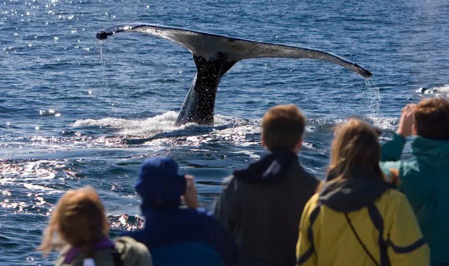 Tromsø Whale Watching