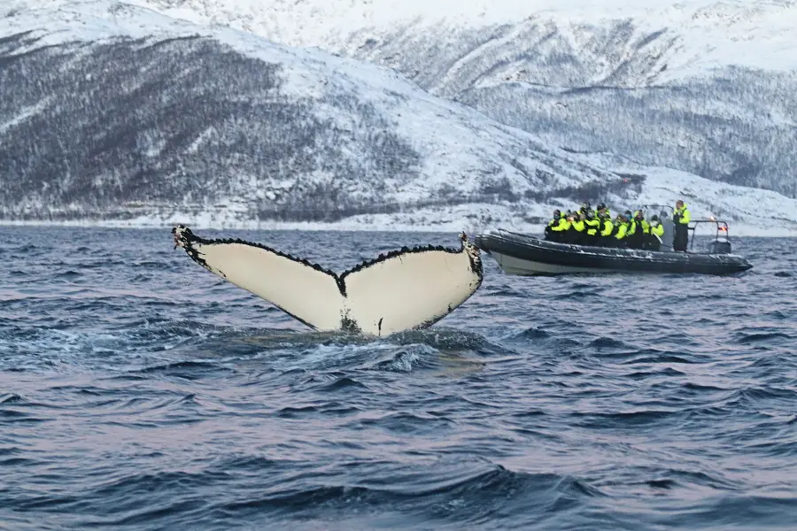 Skjervoy Whale Watching Tour from Tromso in RIB Boat