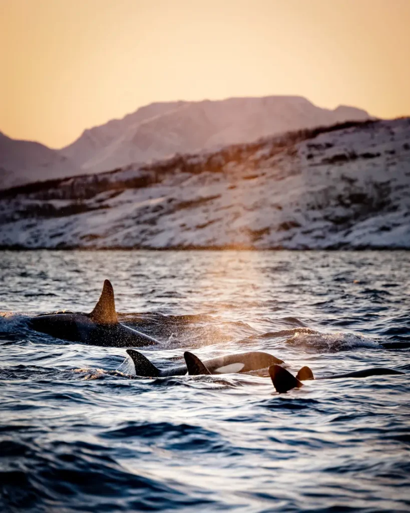 Whale Watching Tours in Tromso Reviews