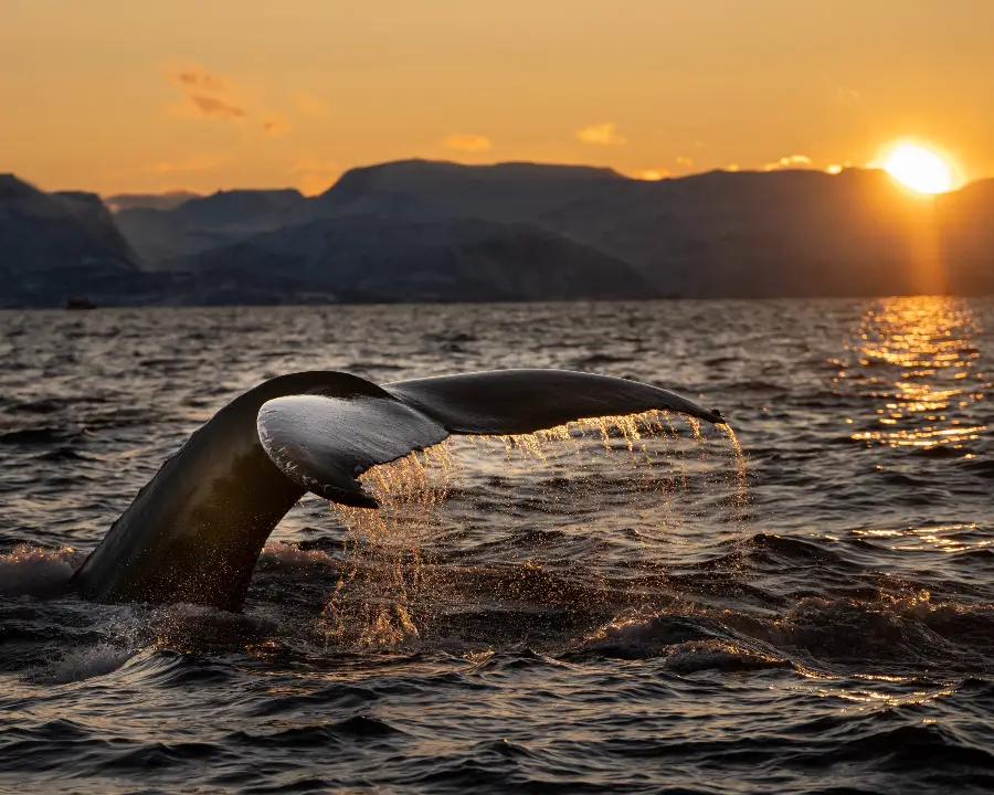 Whale Watching in Tromso
